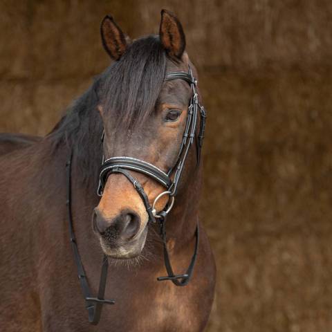 Bridon anatomique en cuir Sparkle - Harry's Horse