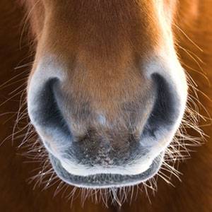 Compléments alimentaires pour l'appareil respiratoire du cheval